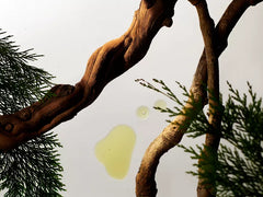 Homme Hand Lotion 70ml