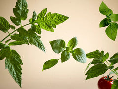 White Basil Refill Scented Candle 360g