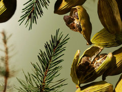 Travel - Maharaja d’Or