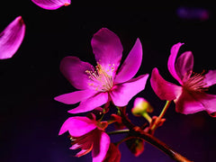 The Ritual of Yozakura Scented Candle 290g